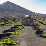 00lanzarote-uvod-vinice